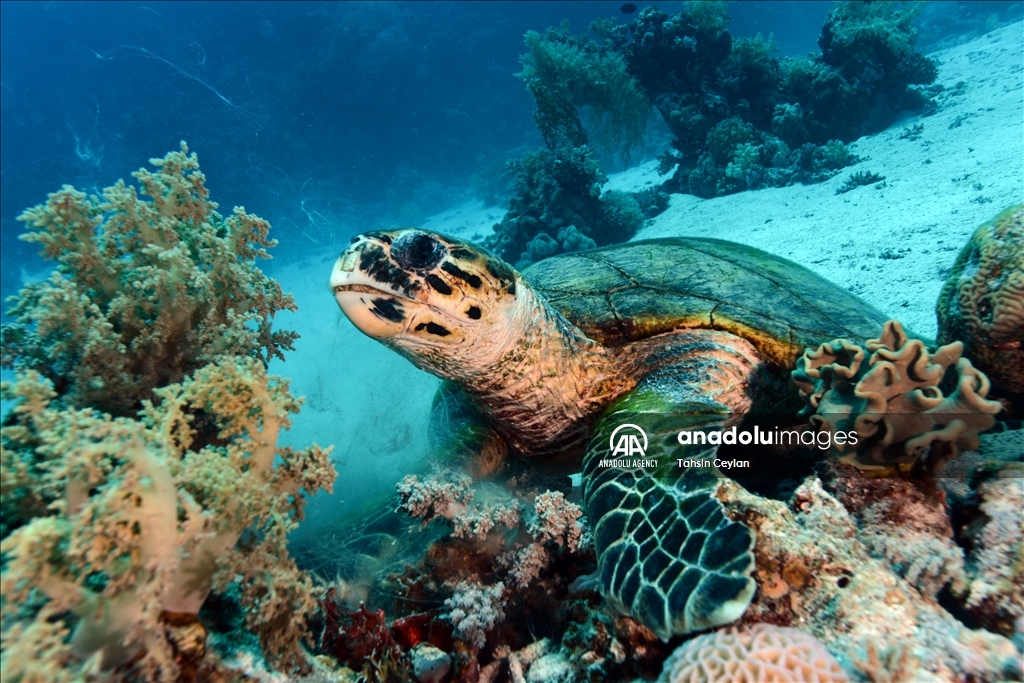 Черепахи Красного моря в объективе «Анадолу»