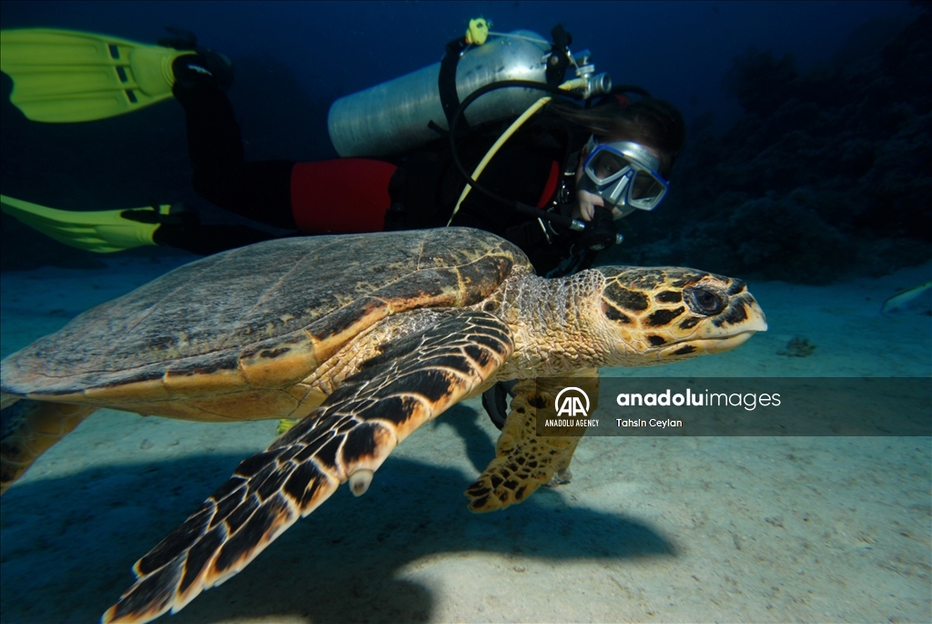 Черепахи Красного моря в объективе «Анадолу»