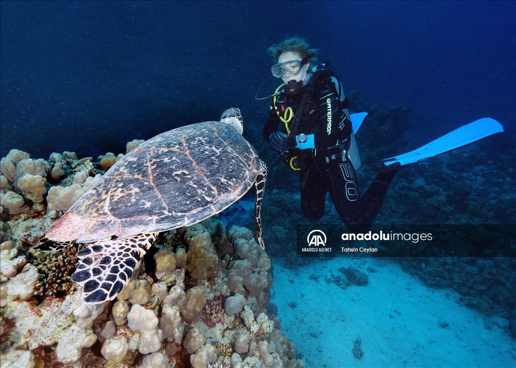 Черепахи Красного моря в объективе «Анадолу»