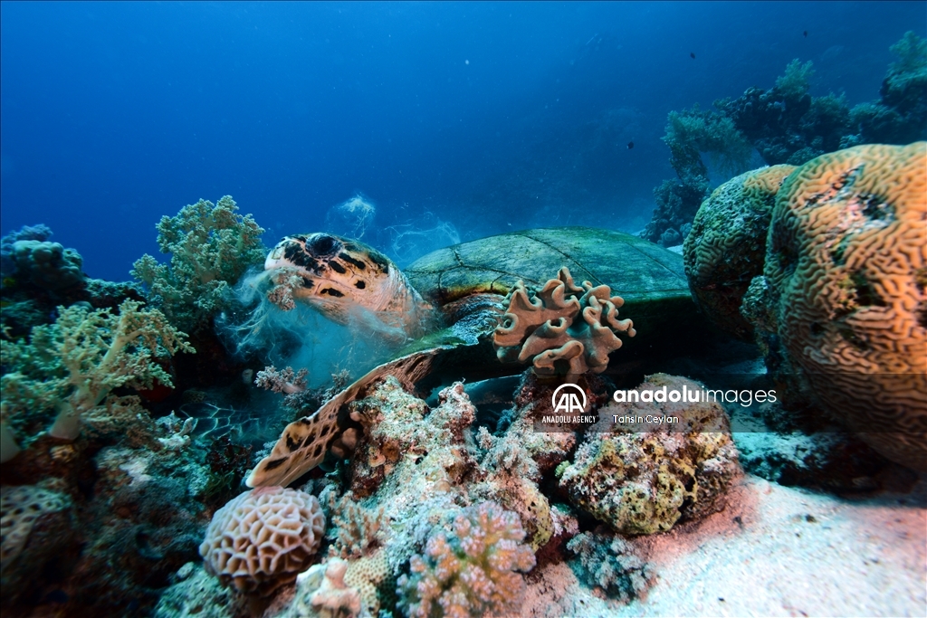 Черепахи Красного моря в объективе «Анадолу»