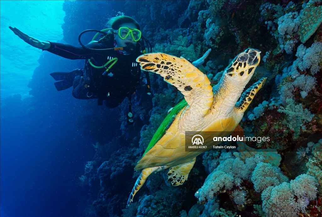 Черепахи Красного моря в объективе «Анадолу»