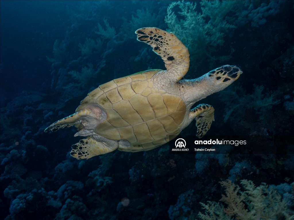 Черепахи Красного моря в объективе «Анадолу»