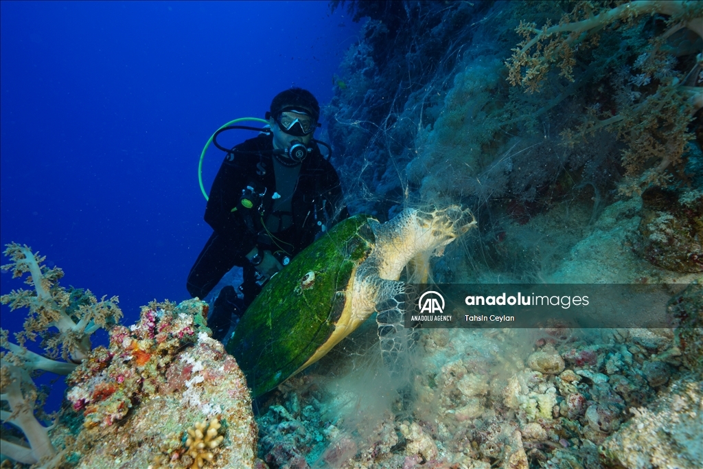 Черепахи Красного моря в объективе «Анадолу»