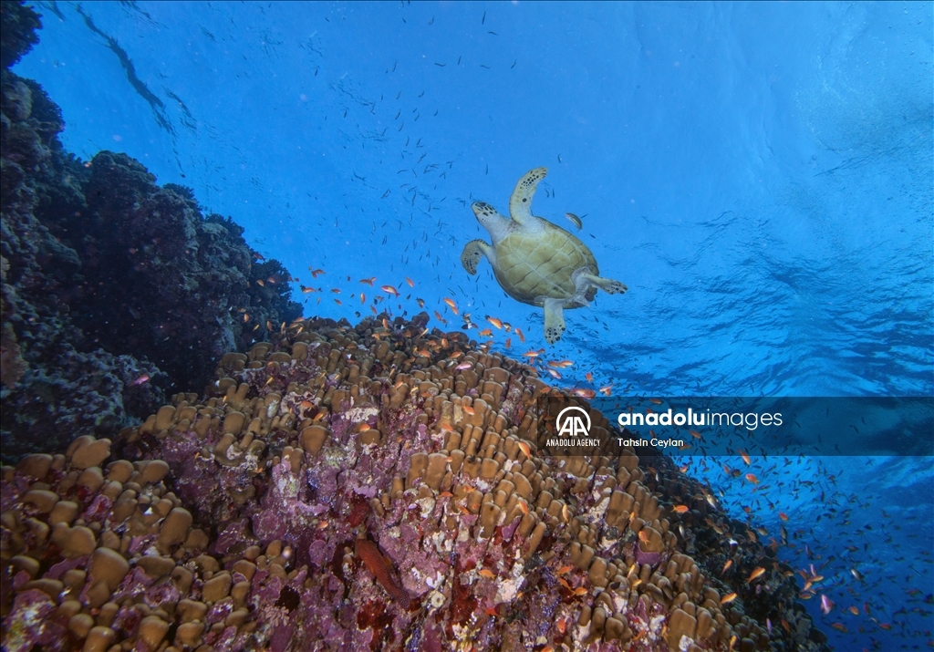Черепахи Красного моря в объективе «Анадолу»