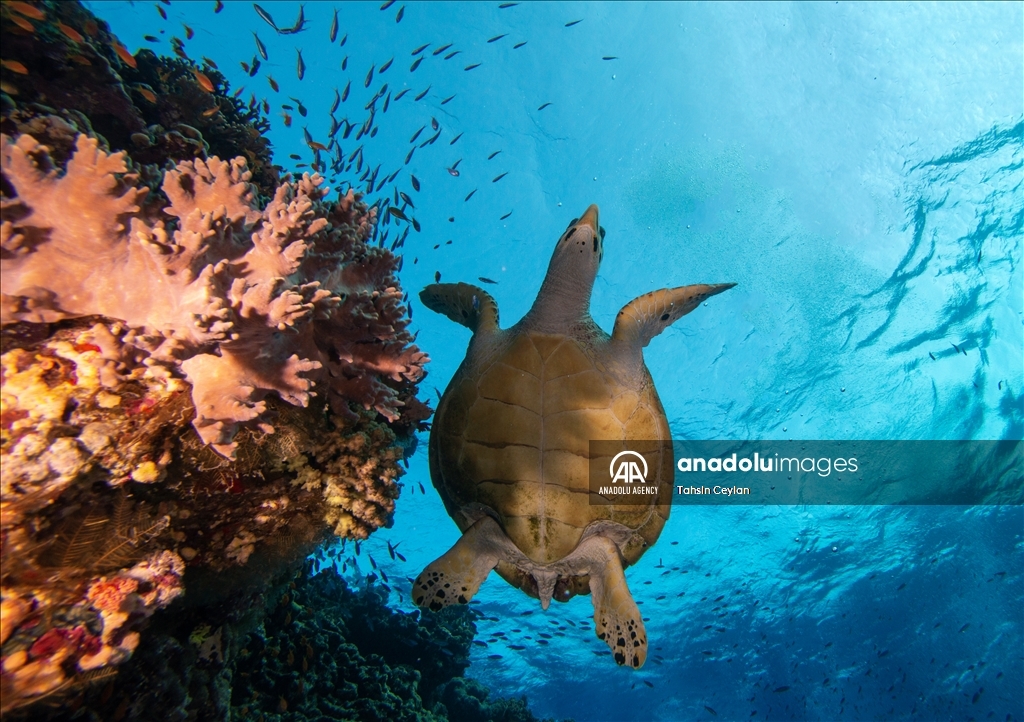 Черепахи Красного моря в объективе «Анадолу»