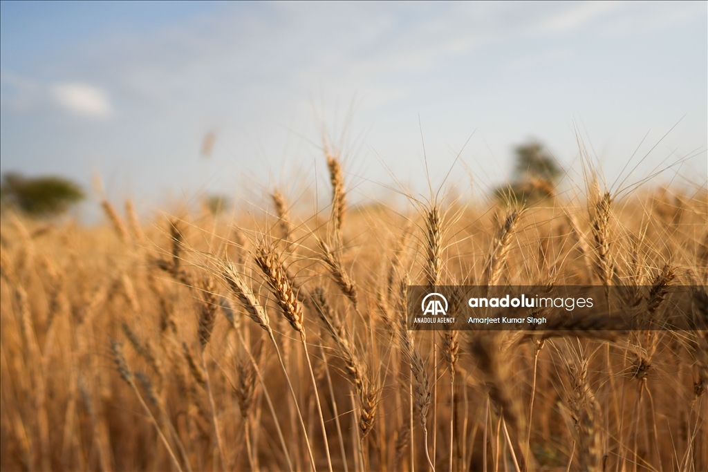 Wheat harvesting in India