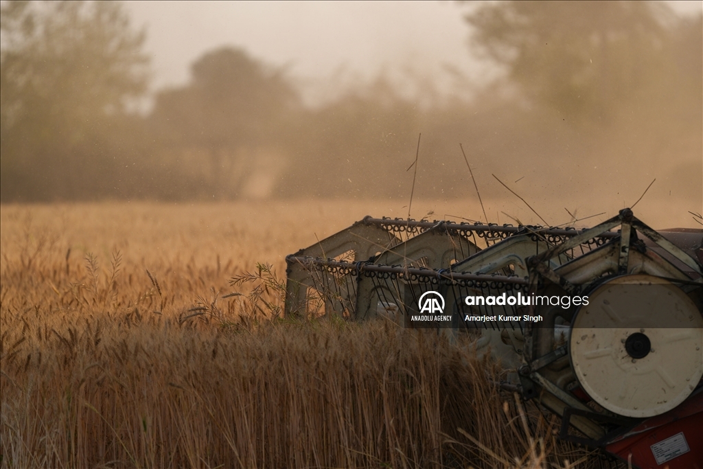 Wheat harvesting in India