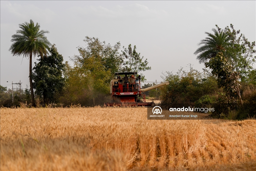Wheat harvesting in India