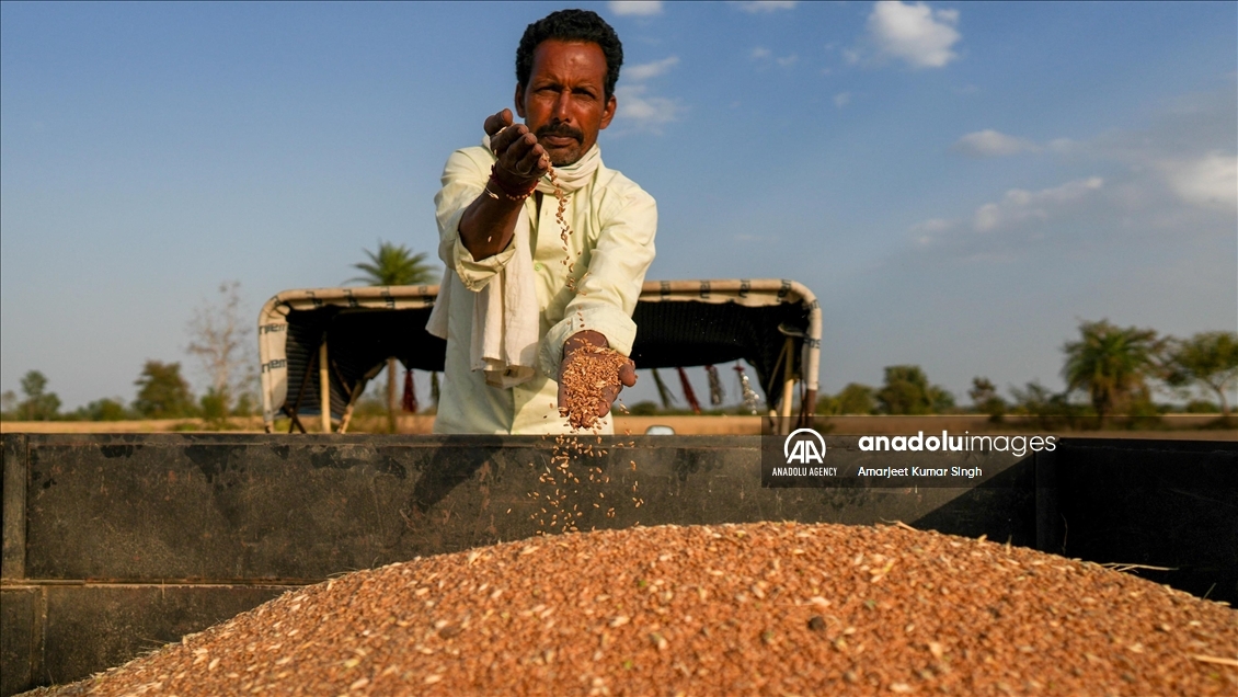 Wheat harvesting in India