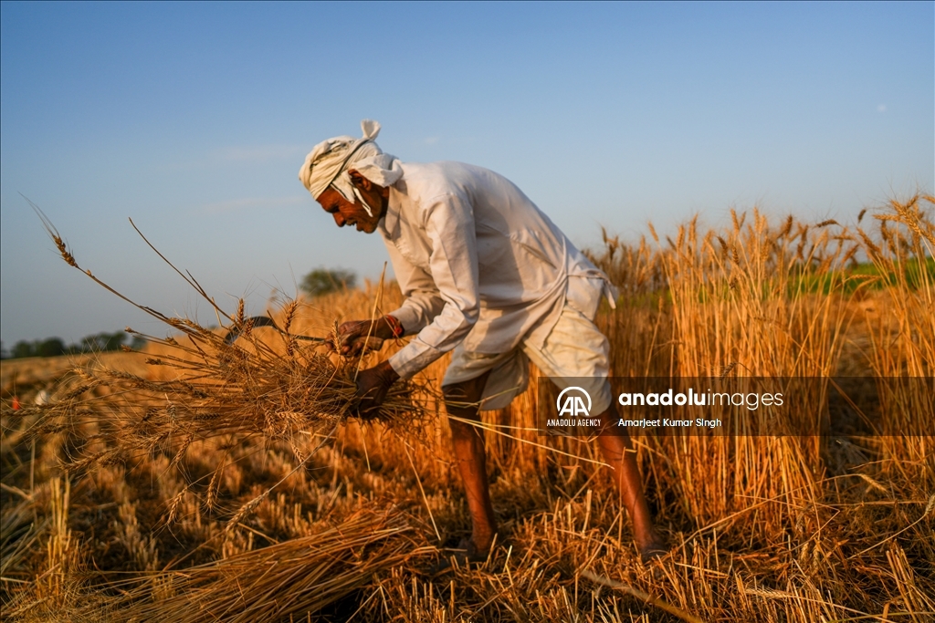 Wheat harvesting in India