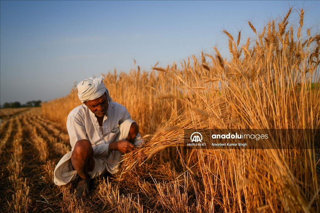 Wheat harvesting in India