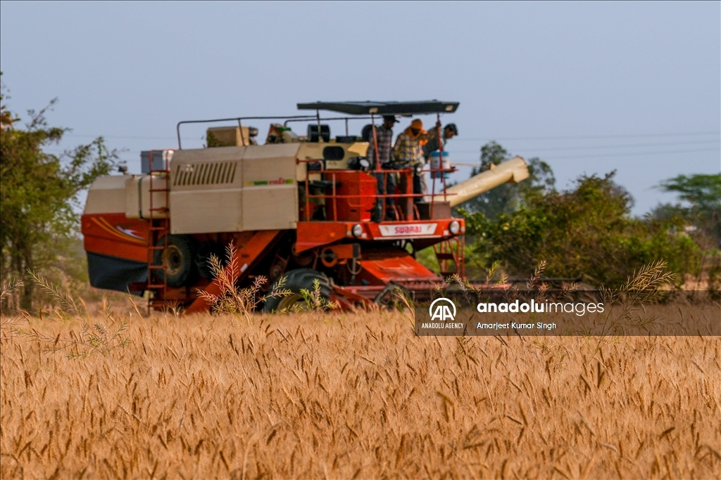 Wheat harvesting in India