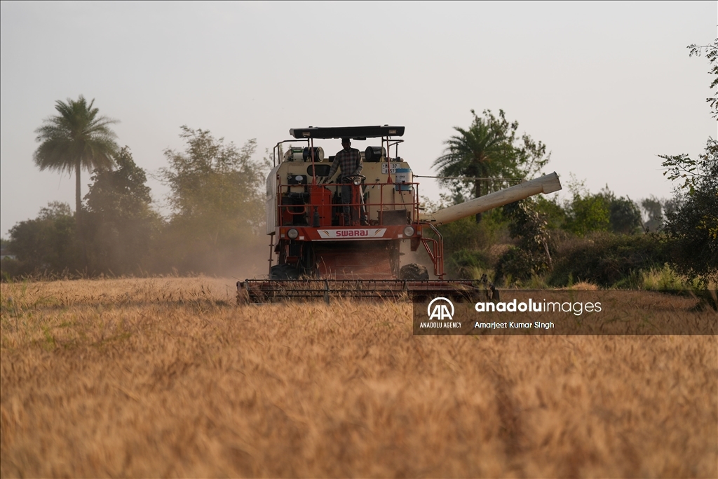 Wheat harvesting in India