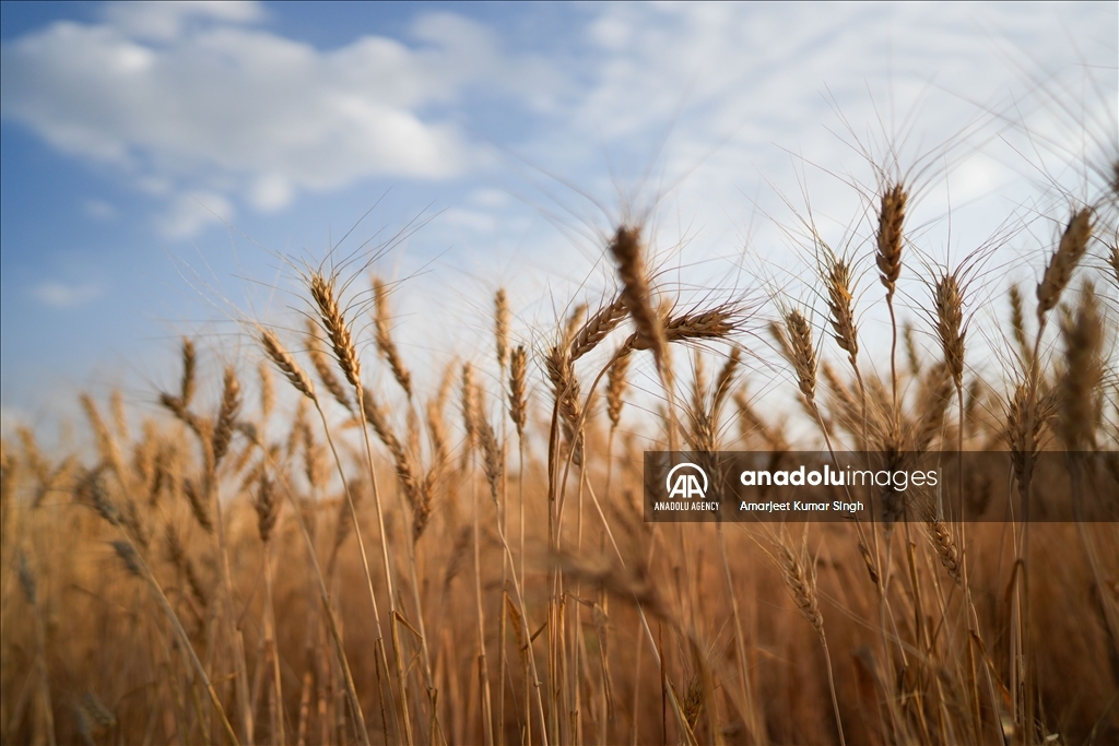 Wheat harvesting in India
