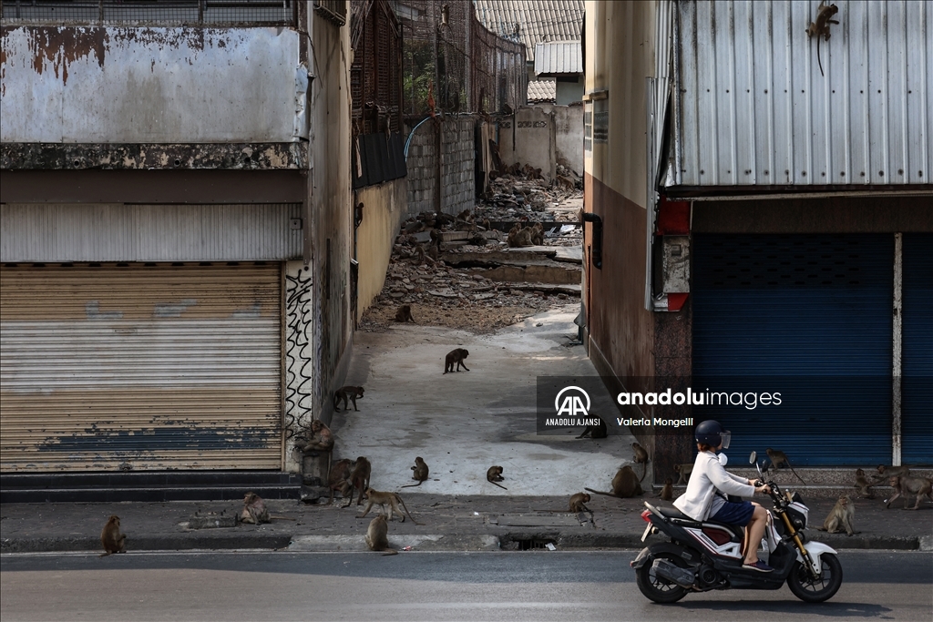 Maymunların istila ettiği şehir Lopburi