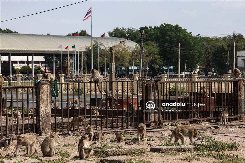 Maymunların istila ettiği şehir Lopburi
