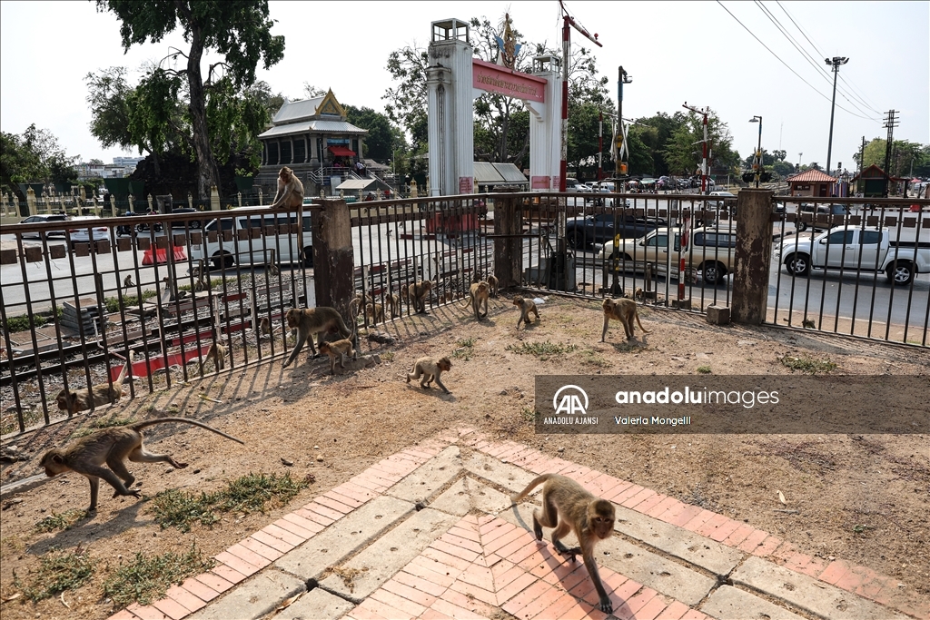 Maymunların istila ettiği şehir Lopburi
