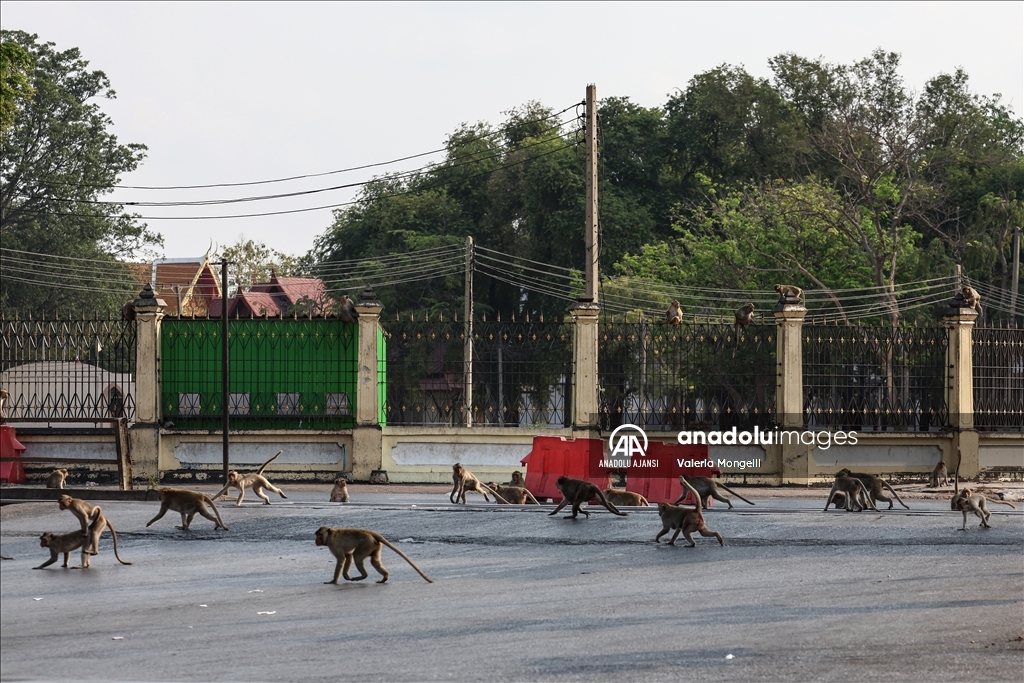 Maymunların istila ettiği şehir Lopburi
