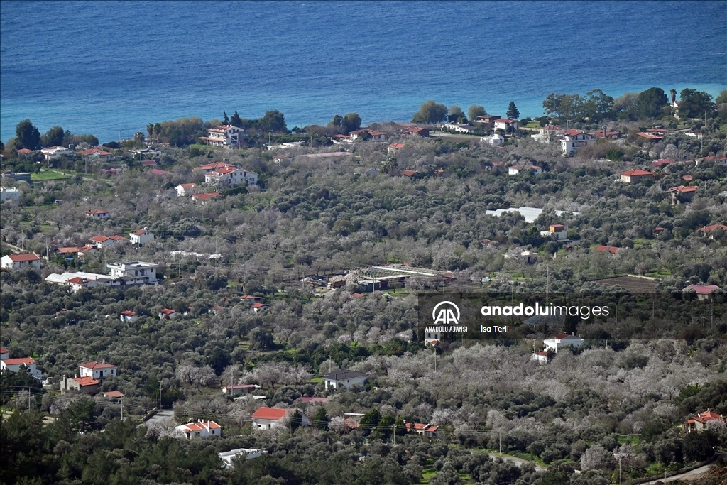 Datça'da badem ağaçları çiçek açtı