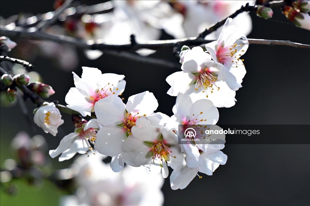 Datça'da badem ağaçları çiçek açtı