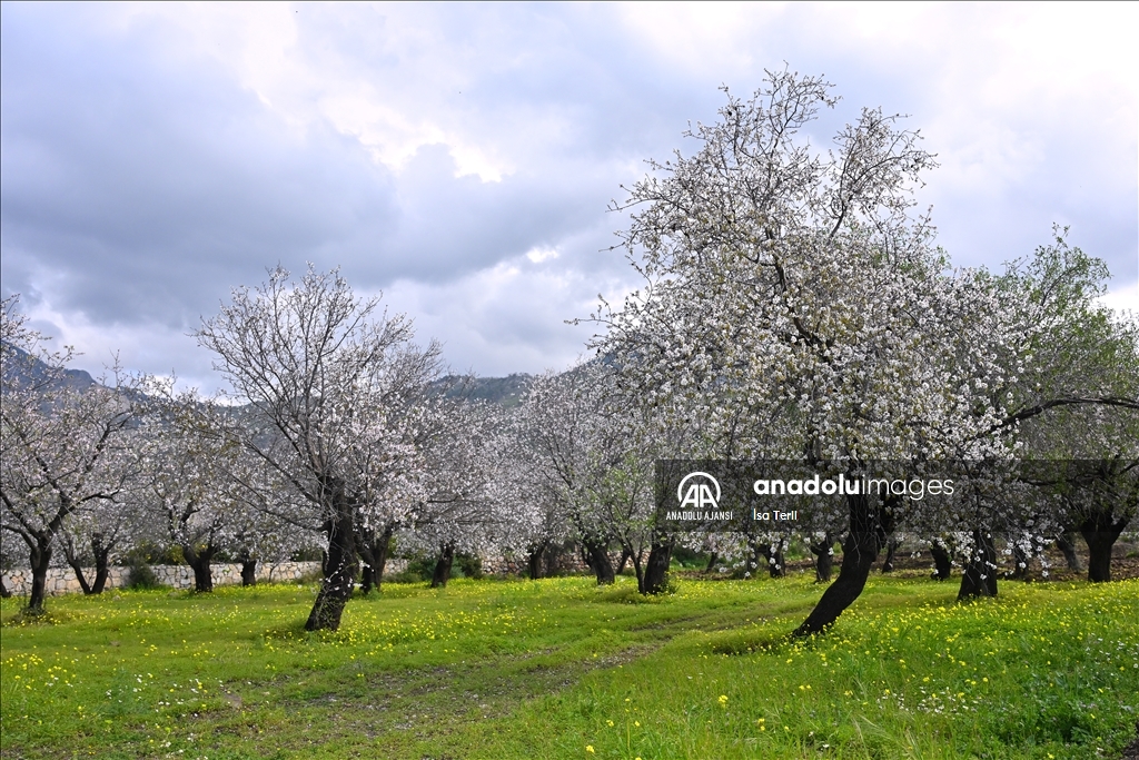 Datça'da badem ağaçları çiçek açtı