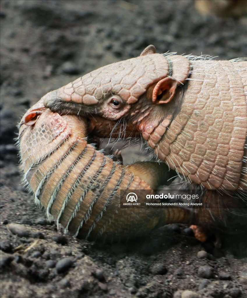2 baby armadillos born at the Paris Zoological Park