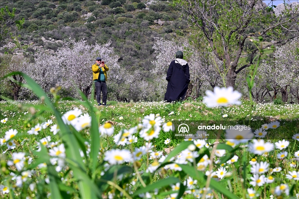 Datça'da badem ağaçları çiçek açtı