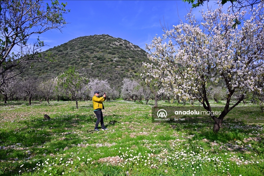 Datça'da badem ağaçları çiçek açtı
