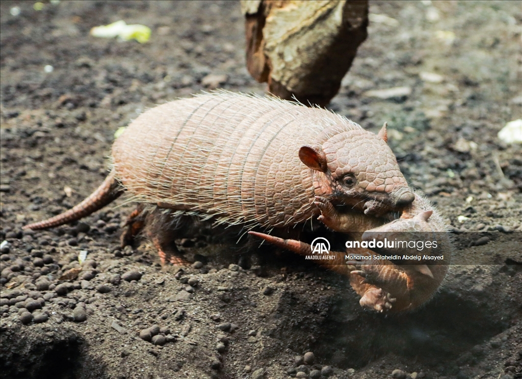 2 baby armadillos born at the Paris Zoological Park