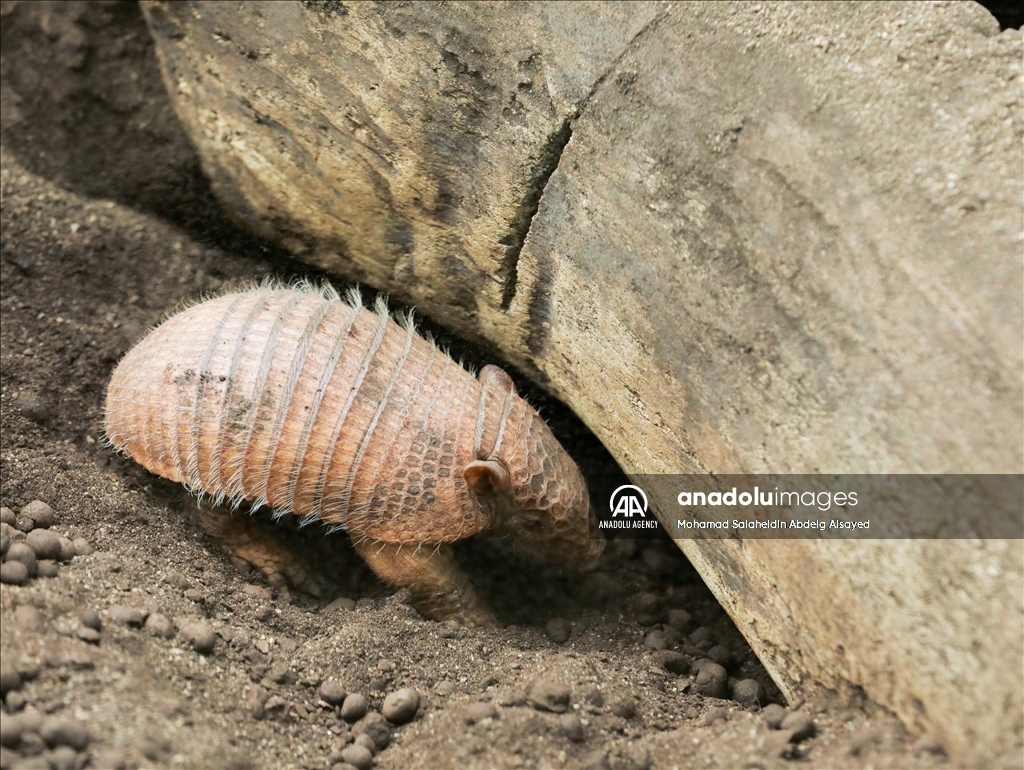 2 baby armadillos born at the Paris Zoological Park