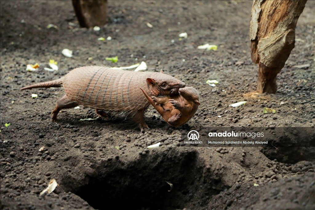 2 baby armadillos born at the Paris Zoological Park