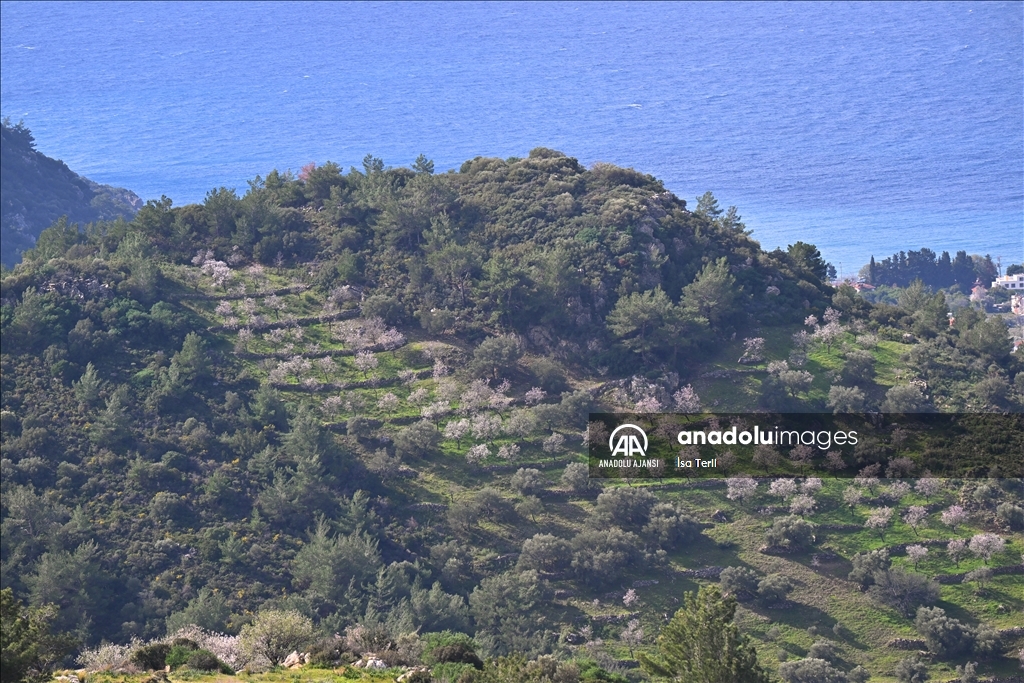 Datça'da badem ağaçları çiçek açtı