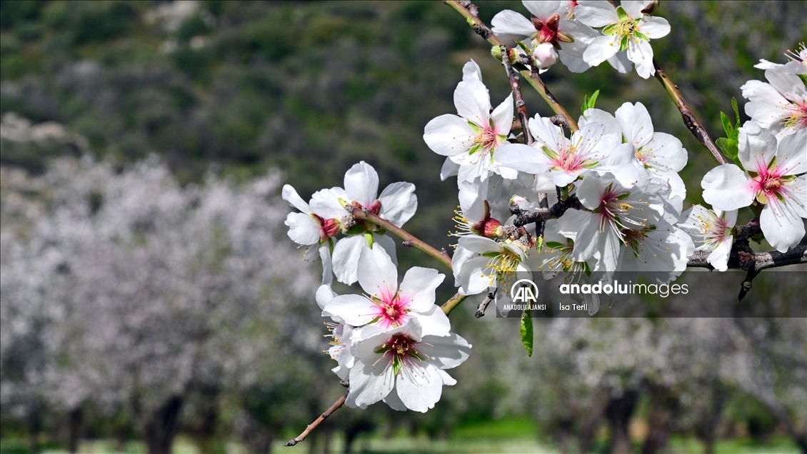 Datça'da badem ağaçları çiçek açtı