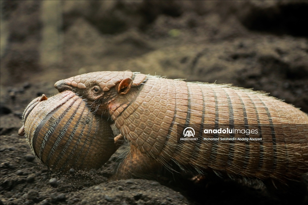 2 baby armadillos born at the Paris Zoological Park