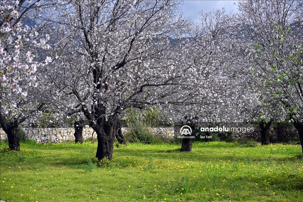 Datça'da badem ağaçları çiçek açtı