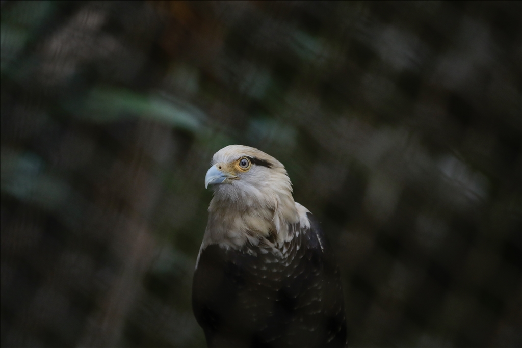 Kolombiya'da 3 Mart Dünya Yaban Hayatı Günü