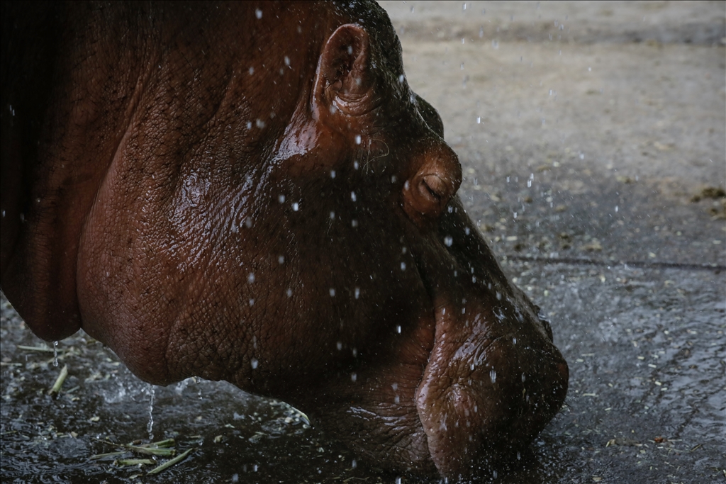 Kolombiya'da 3 Mart Dünya Yaban Hayatı Günü