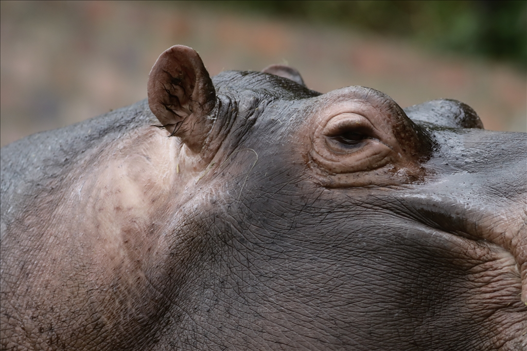 Kolombiya'da 3 Mart Dünya Yaban Hayatı Günü