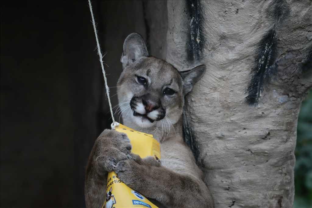 Kolombiya'da 3 Mart Dünya Yaban Hayatı Günü