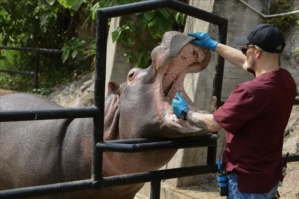 Kolombiya'da 3 Mart Dünya Yaban Hayatı Günü