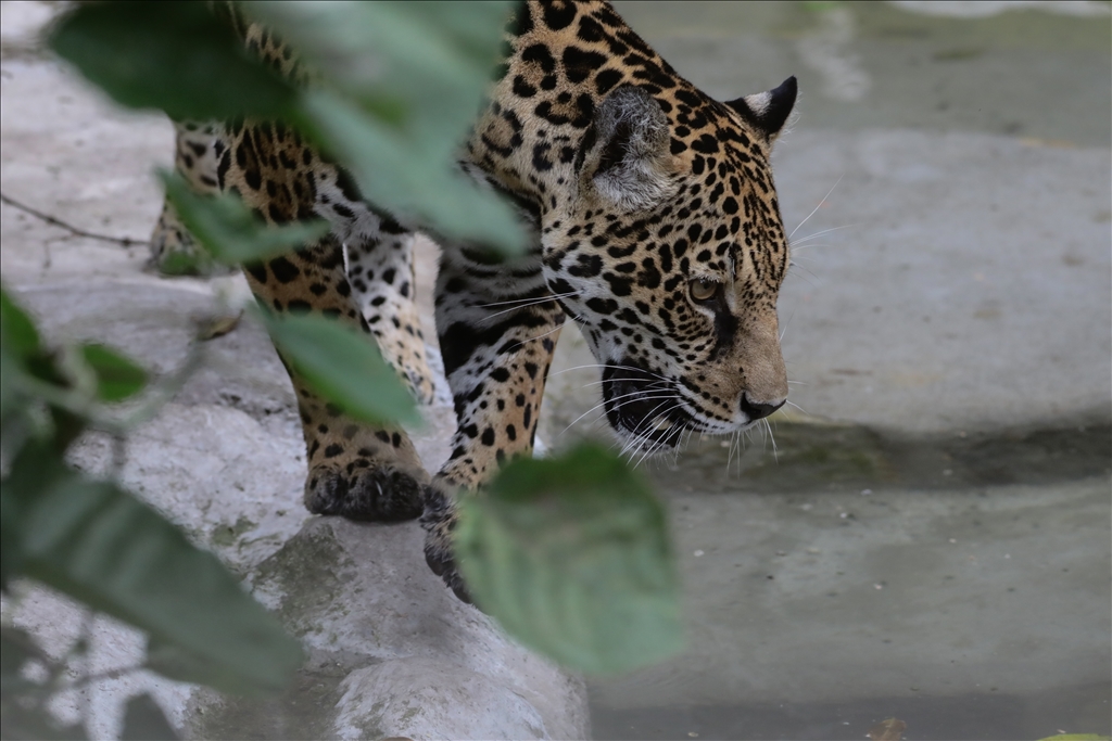 Kolombiya'da 3 Mart Dünya Yaban Hayatı Günü