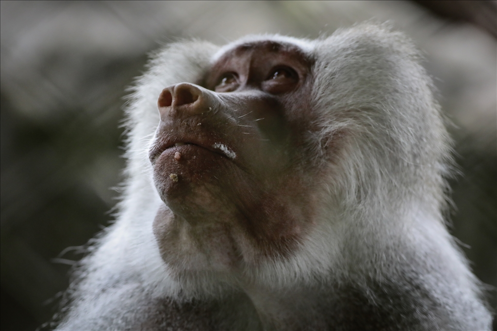 Kolombiya'da 3 Mart Dünya Yaban Hayatı Günü