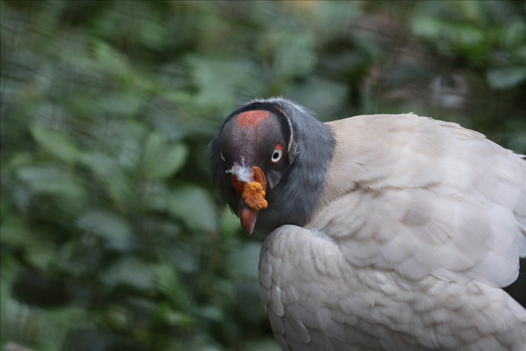 Kolombiya'da 3 Mart Dünya Yaban Hayatı Günü