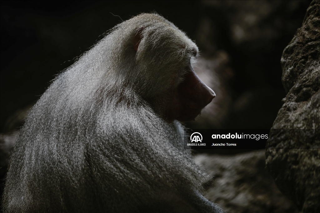 Kolombiya'da 3 Mart Dünya Yaban Hayatı Günü