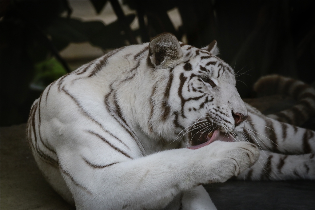 Kolombiya'da 3 Mart Dünya Yaban Hayatı Günü