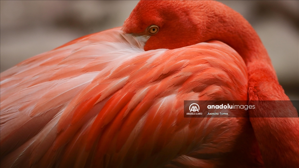 Kolombiya'da 3 Mart Dünya Yaban Hayatı Günü