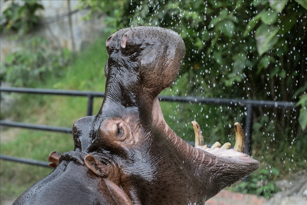 Kolombiya'da 3 Mart Dünya Yaban Hayatı Günü