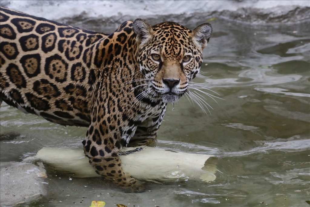 Kolombiya'da 3 Mart Dünya Yaban Hayatı Günü