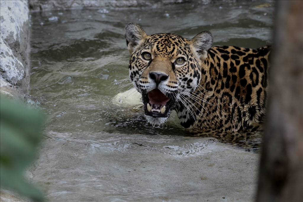 Kolombiya'da 3 Mart Dünya Yaban Hayatı Günü