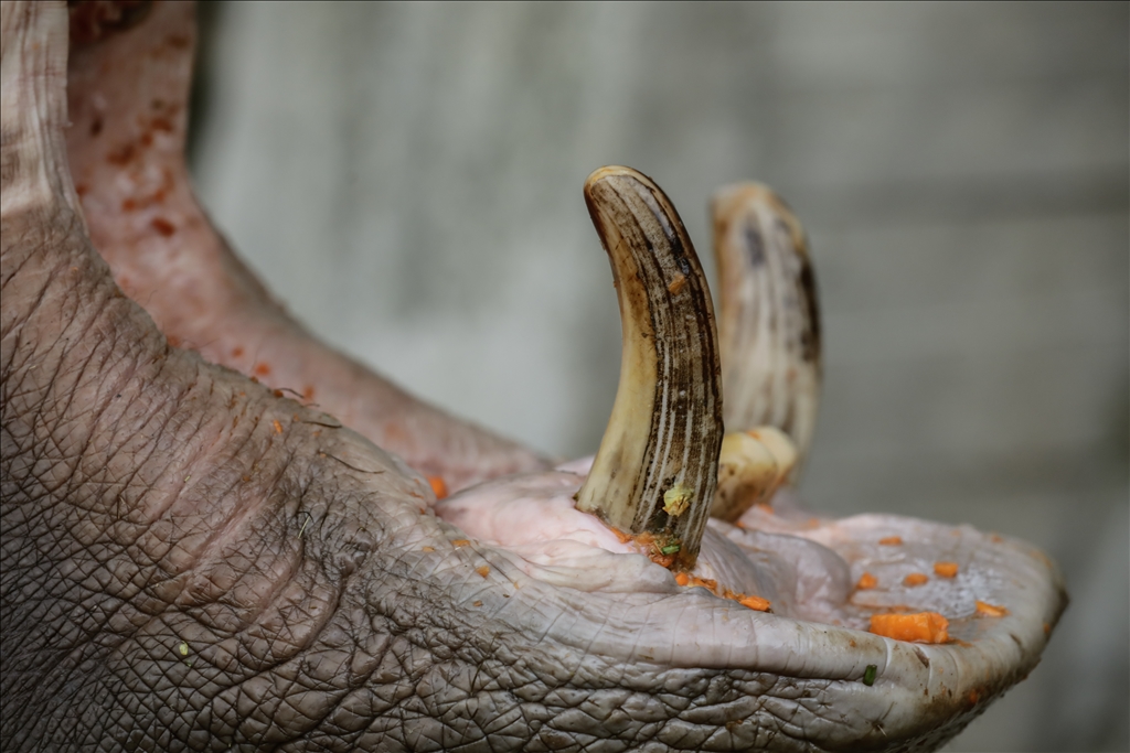 Kolombiya'da 3 Mart Dünya Yaban Hayatı Günü